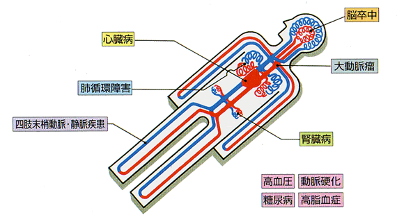 成人に見られる主な循環器病